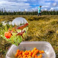 Der nasse Sommer 2023 hat auch seine Vorteile und wir konnten viele Moltebeeren finden